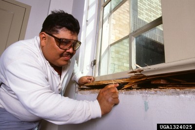 Termite Damage to a Window Sill