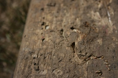 Termite Trail
