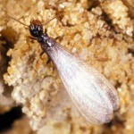 Termite Inspections - Termite