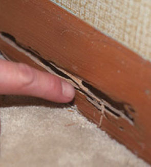 Termite Inspections - Termite Damage