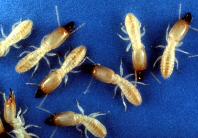 Facts about Termites - Eastern Subterranean Termite