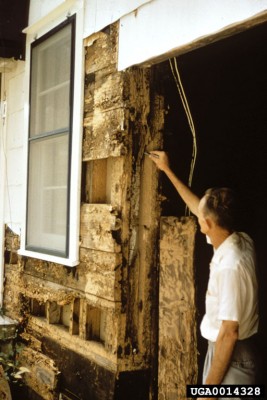 Extensive Termite Damage