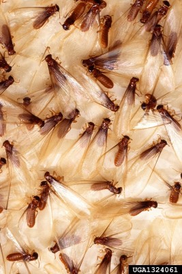 Termite Swarmers on Sticky Trap