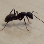 Live Camponotus pennsylvanicus worker