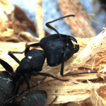 Carpenter Ant Control Camponotus pennsylvanicus