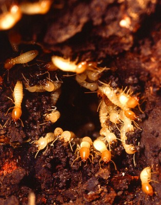 Nest of Formosan subterranean termites (Coptotermes formosanus)
