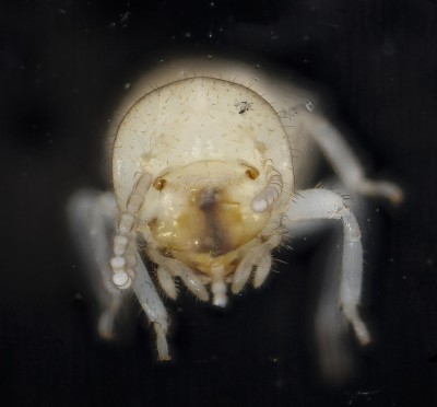 Subterranean Termite Worker Closeup