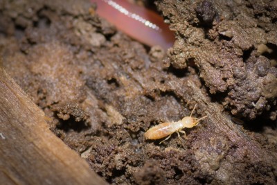 Subterranean Termite (Rhinotermitidae)