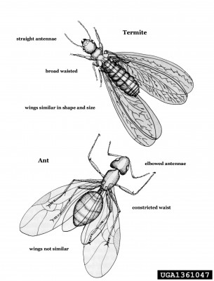 Termite Photos - Termite vs. Ant Illustration