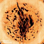 Carpenter Ant Nest in Tree