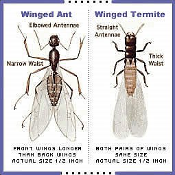 Carpenter Ant Control - Winged Ant vs. Winged Termite