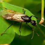 Male Carpenter Ant Camponotus pennsylvanicus