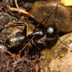 Carpenter Ant - Camponotus pennsylvanicus