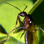 Carpenter Ant Drone Camponotus pennsylvanicus