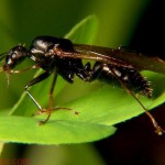 Carpenter Ant Drone Camponotus pennsylvanicus