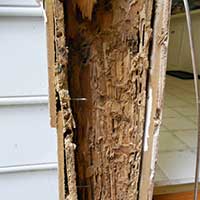 Damage from Termites in Home