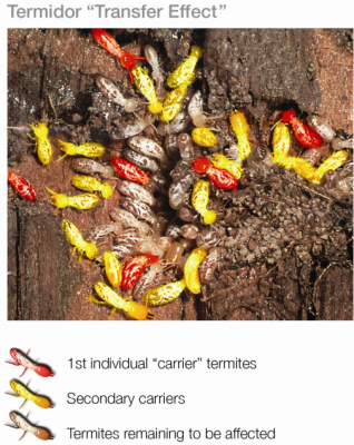 Termidor Versus Termite Bait Systems Transfer-Effect™