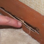 Termite Inspections - Termite Damage