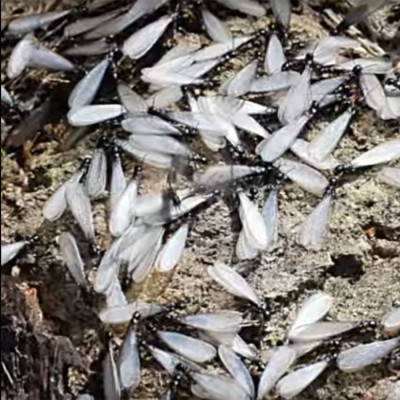 Termite Inspections - Termite Swarm