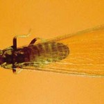Eastern Subterranean Termite